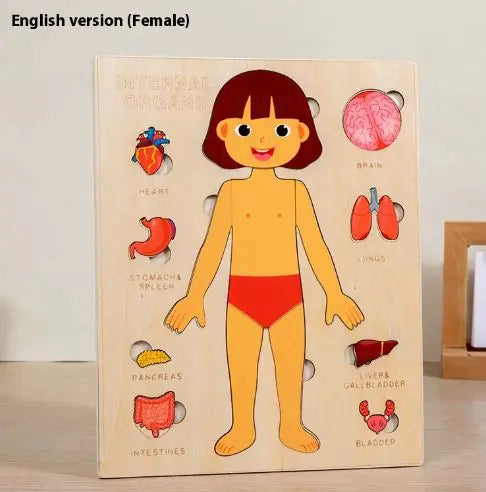 Children's Anatomy Exploration Puzzle